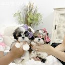 우아펫 대전점 이미지