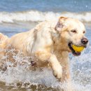 맘스동물의료센터 이미지