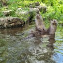 화천군수달연구센터 이미지