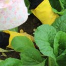 열무농장 이미지