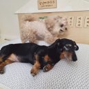 강아지 쿨링방석 듀라론 쿨매트 페스트리 애견침대
