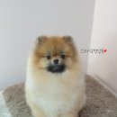 스타덤 펫살롱 이미지