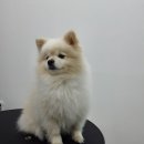 멍이발소 이미지