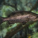 황쏘가리 이미지