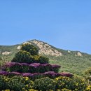 계룡산 동학사지구 동학계곡 옛길 가을 🍂 산책 이미지