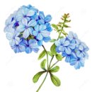 쁘띠아르브르 | 플라워카페) 카페 채송화 @인천 당하동