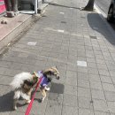 다시오개 이미지