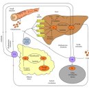 Re: Reprogramming of fatty acid metabolism in cancer 2019 nature 이미지