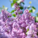 제주라일락 이미지