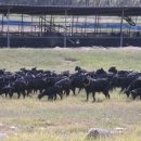 흑석산흑염소농장 이미지