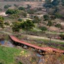 대왕수천 이미지