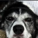 동물병원 유피 이미지