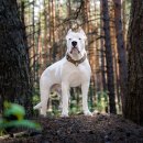 도고(DOGO) 이미지
