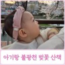 응암3동 주민센터 | 2026 불광천 벚꽃축제 아기랑 벚꽃명소 유모차 산책