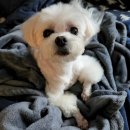 몽크의 아뜰리에 | [반려견 정보] 말티즈 곰돌이컷 후기_직모견은 불가능