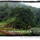 신비의소나무 앞 이미지