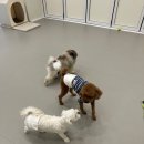 룰루랄라 댕치원 이미지