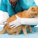 신탄진 동물병원 이미지