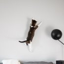 숲속고양이 이미지