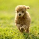 불당동물병원 이미지