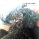 언니네 애견미용실 이미지