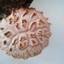 김환태농장 이미지