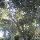 완도 예송리 상록수림 이미지