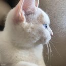 예쁨중DOG 이미지