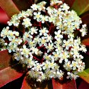 가시나무공원 이미지