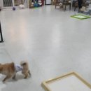 봉순두부 이미지