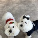 개버드 스쿨 이미지