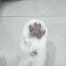부산고양이미용&호텔 무냥무냥 대연점 이미지