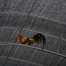 우농타조농장 이미지