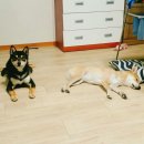 스튜디오매미 이미지