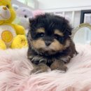 남양주 애견샵 | 남양주애견분양 행복한 애견샵