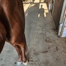 세종승마클럽 | [세종 승마장 원승마클럽]승마비용 시설 이용 후기 내돈내산