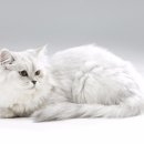 동물병원 HADA 이미지