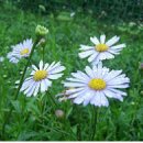 쑥부쟁이 이미지