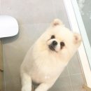 도그 윤 이미지