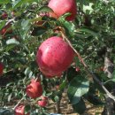 이성우농장 이미지