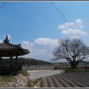 영풍 단촌리 느티나무 이미지