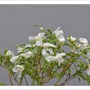 산다화 Daum카페