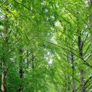 군청 메타세콰이어길 이미지