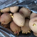 수원농협 경제사업장 | 수원 씨감자 파는곳 찾기 실패하다 찾은 곳 (남문시장 vs 권선종묘농약사 후기)