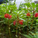 봉숭아손톱 이미지