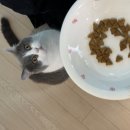 제이캣 | 힐스 캣 어덜트 인도어 치킨 후기