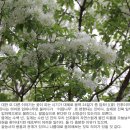 경동탕 | [양산] 동산(東山·289m),운봉산(534.9m) 산행후기---2021년 4월 25일(일)
