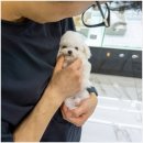 도그하우스 애견샵 이미지