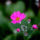 삽재농장 이미지