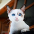 개청순한고양이 이미지